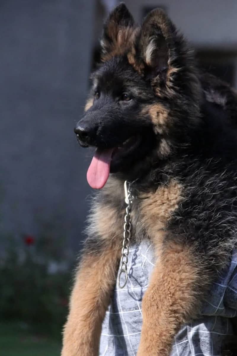 German shepherd | Puppy | GSD | Dog for sale | black and tane 5