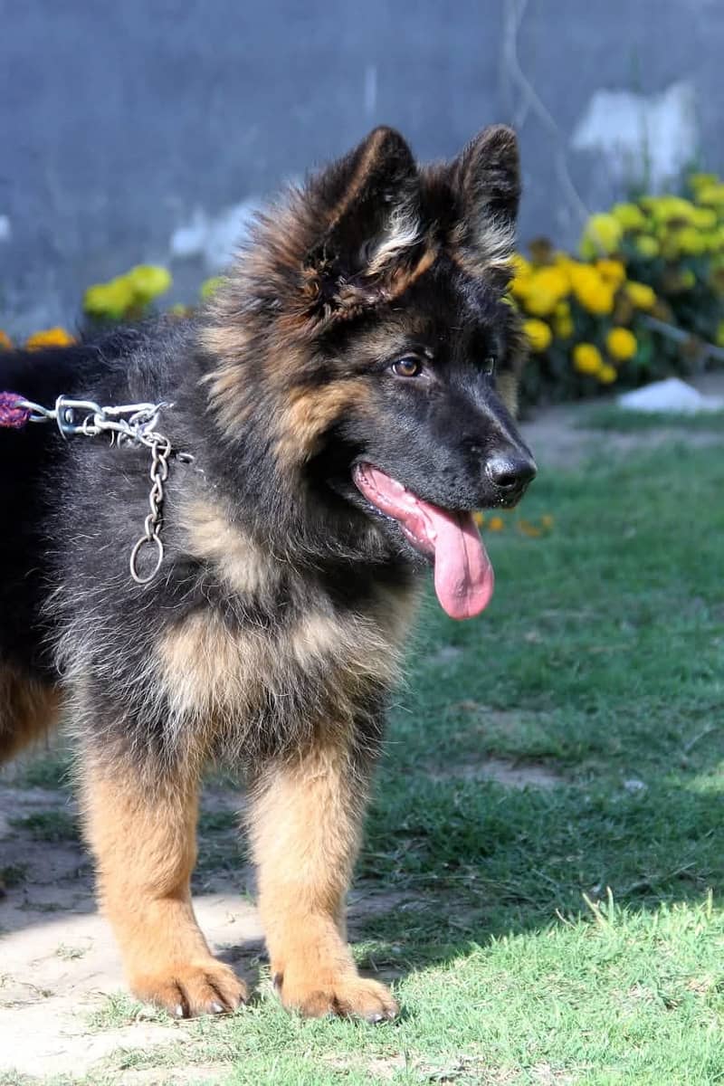 German shepherd | Puppy | GSD | Dog for sale | black and tane 6