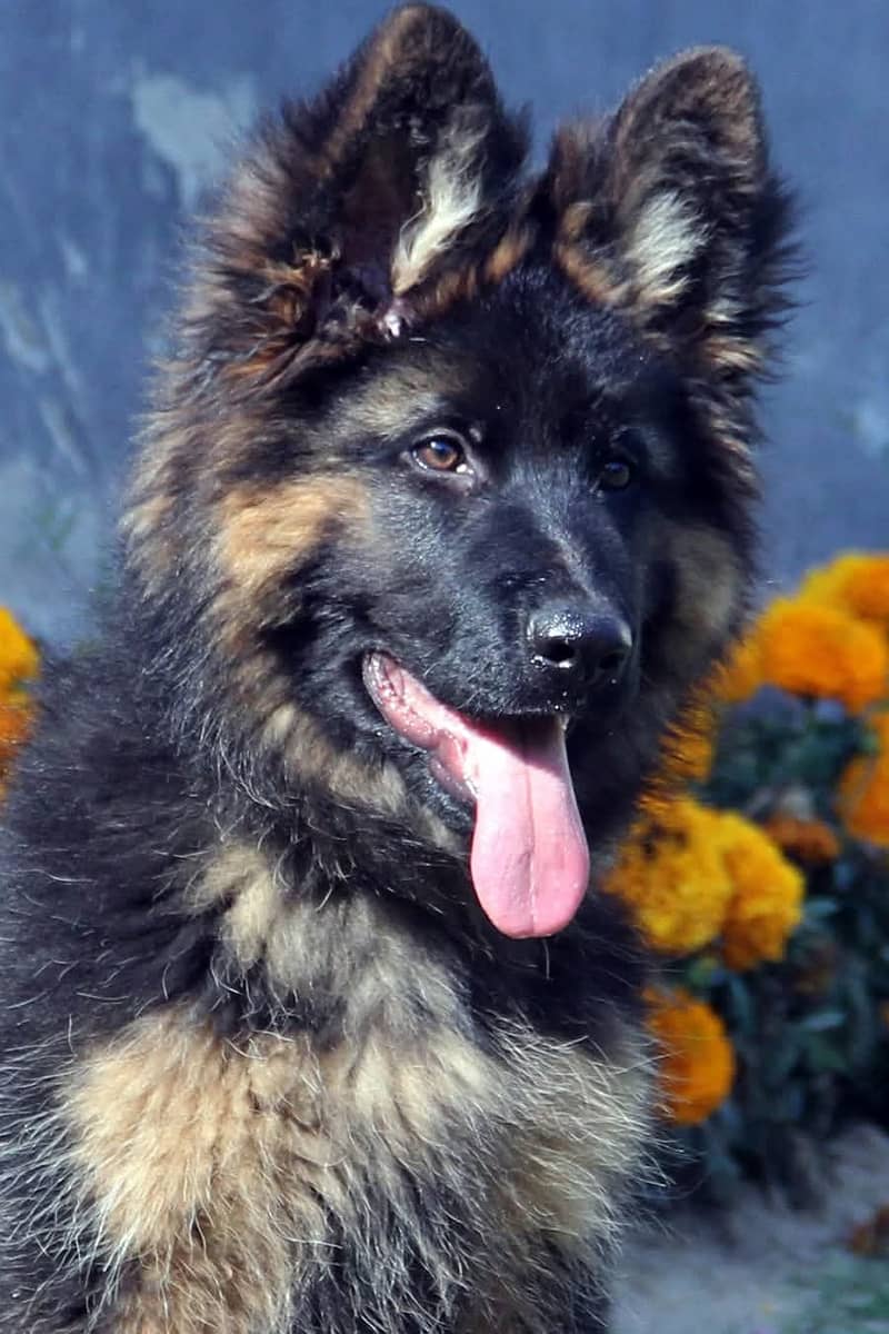 German shepherd | Puppy | GSD | Dog for sale | black and tane 7