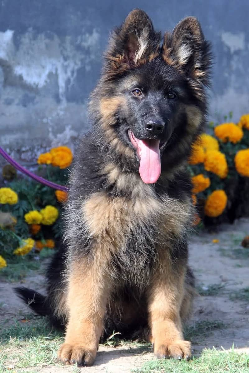 German shepherd | Puppy | GSD | Dog for sale | black and tane 9