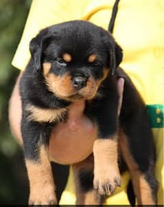 Rottweiler