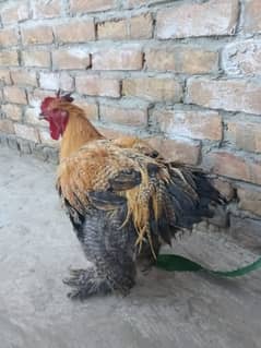 rooster for sale. good price