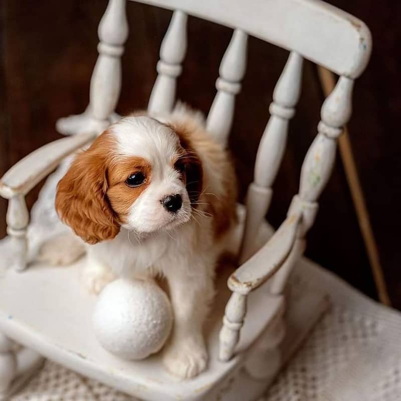 cavalier king charles spaniel puppy for sale 3