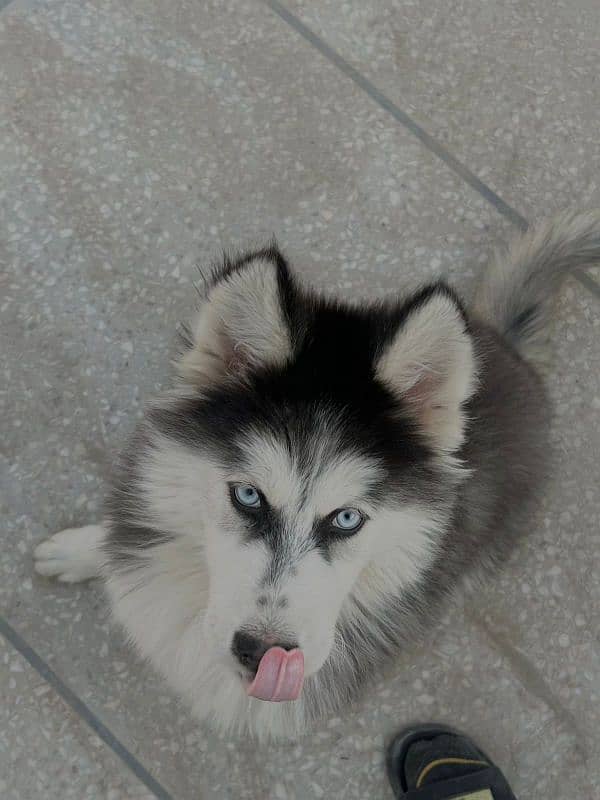 Purebreed Siberian Husky puppie for sale 0