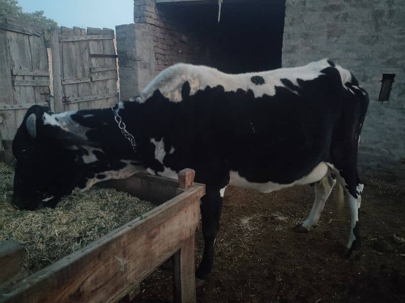 Ablak Cow Gabban 8 mahiny 10 din 1