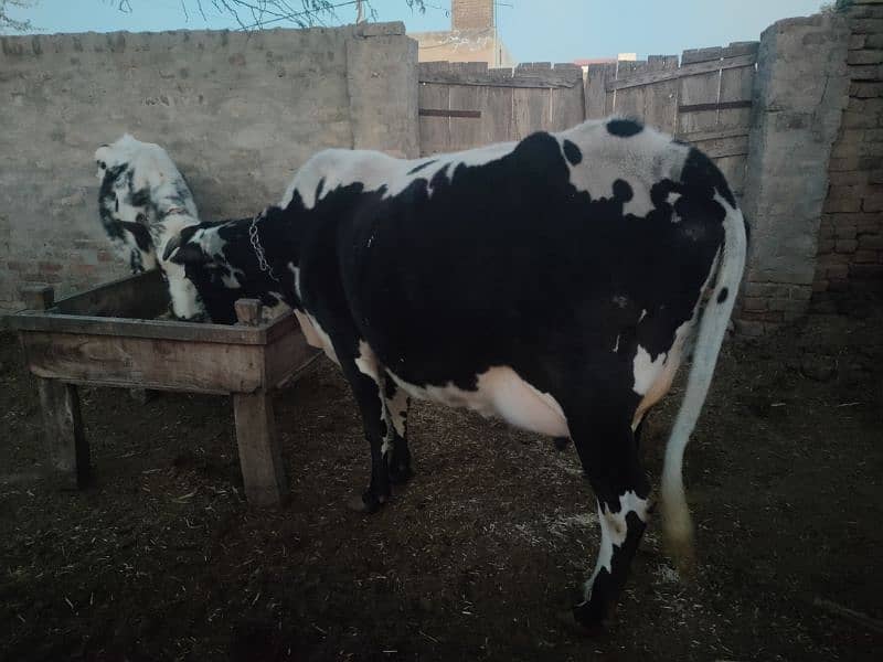 Ablak Cow Gabban 8 mahiny 10 din 4