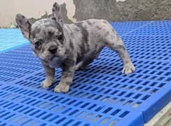 French bulldog Puppy for sale