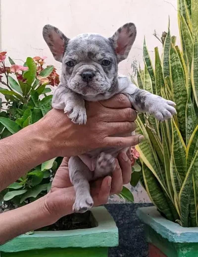 French bulldog Puppy for sale 2