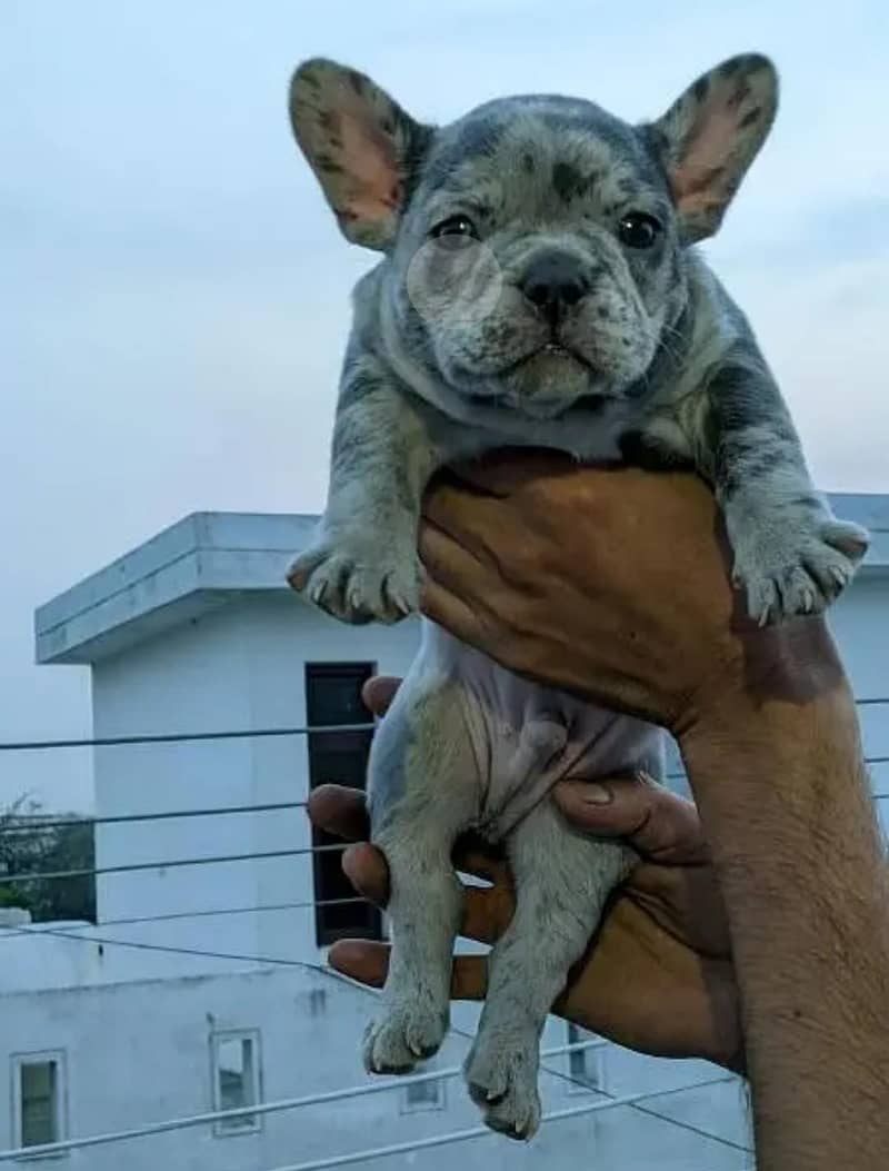 French bulldog Puppy for sale 4