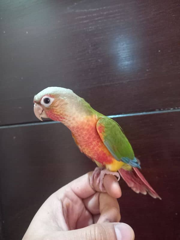 hand tammed conure parrots / birds 0