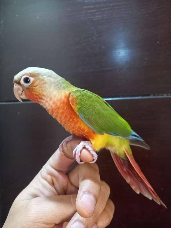 hand tammed conure parrots / birds 1