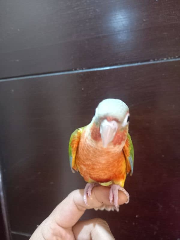 hand tammed conure parrots / birds 2