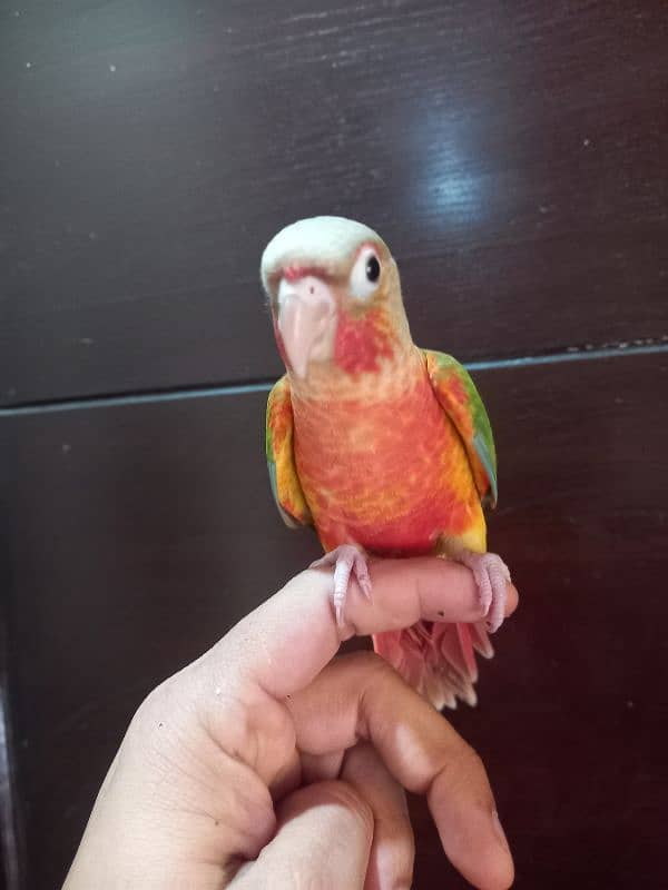 hand tammed conure parrots / birds 3