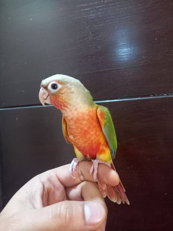 hand tammed conure parrots / birds 4