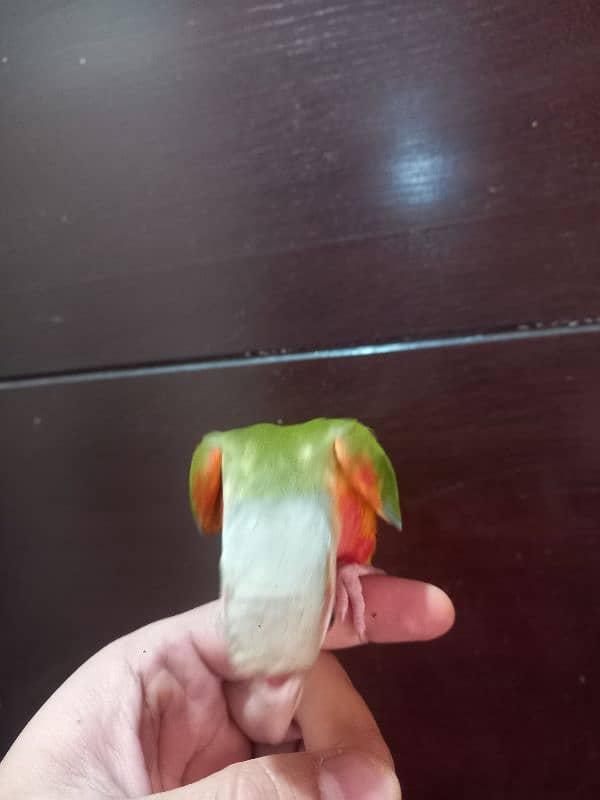 hand tammed conure parrots / birds 5