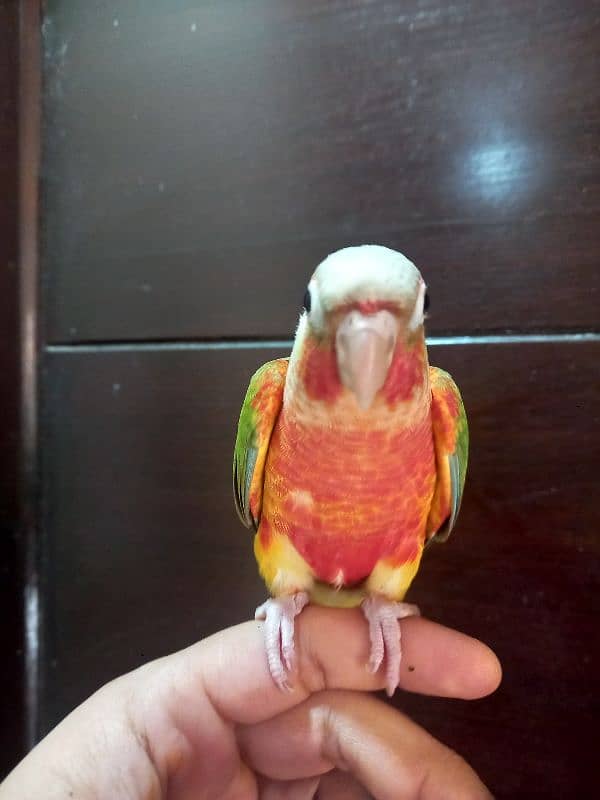 hand tammed conure parrots / birds 6