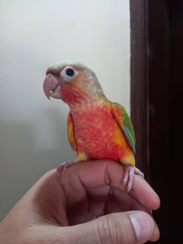 hand tammed conure parrots / birds 7