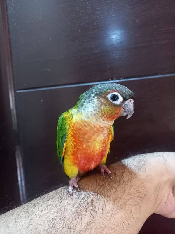 hand tammed conure parrots / birds 8