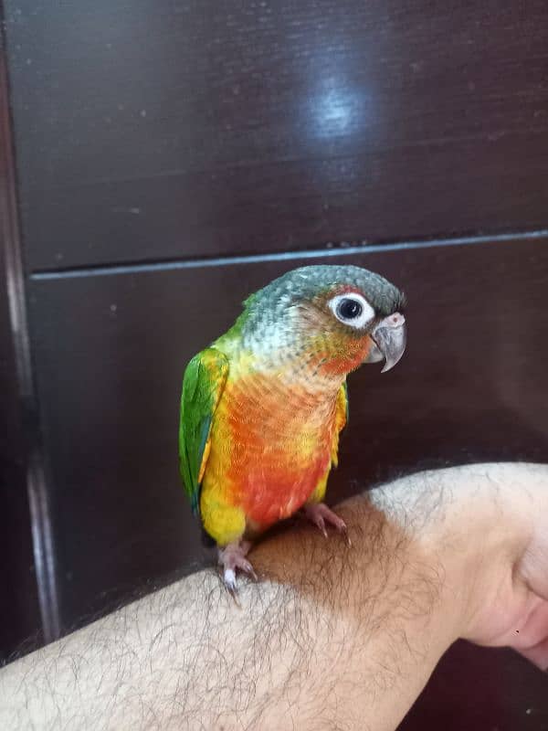 hand tammed conure parrots / birds 9