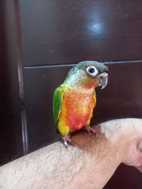 hand tammed conure parrots / birds 10