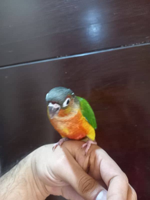 hand tammed conure parrots / birds 11