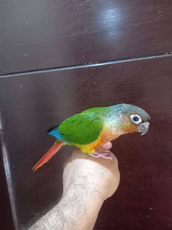 hand tammed conure parrots / birds 12