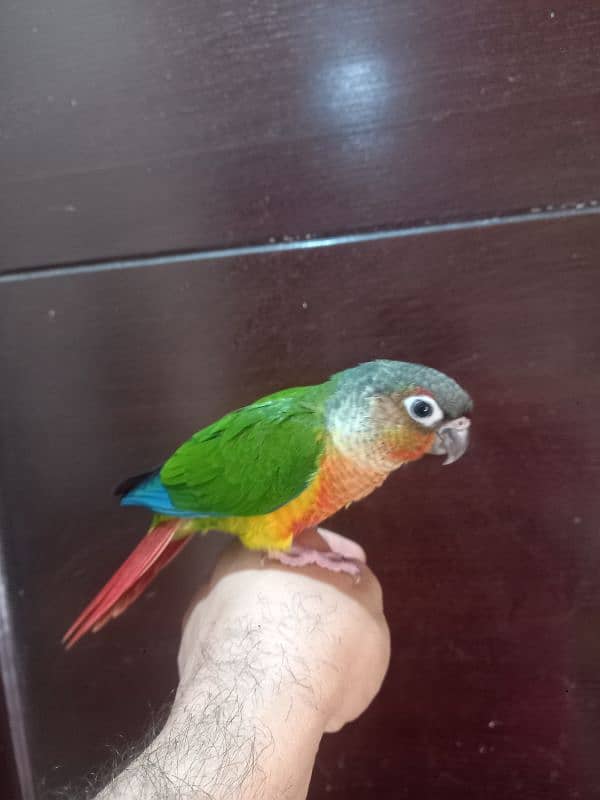 hand tammed conure parrots / birds 13