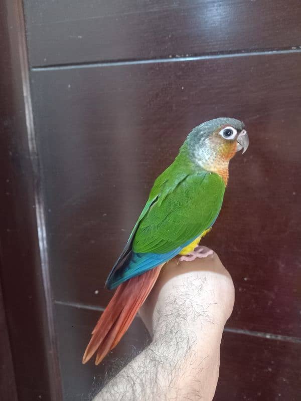 hand tammed conure parrots / birds 14