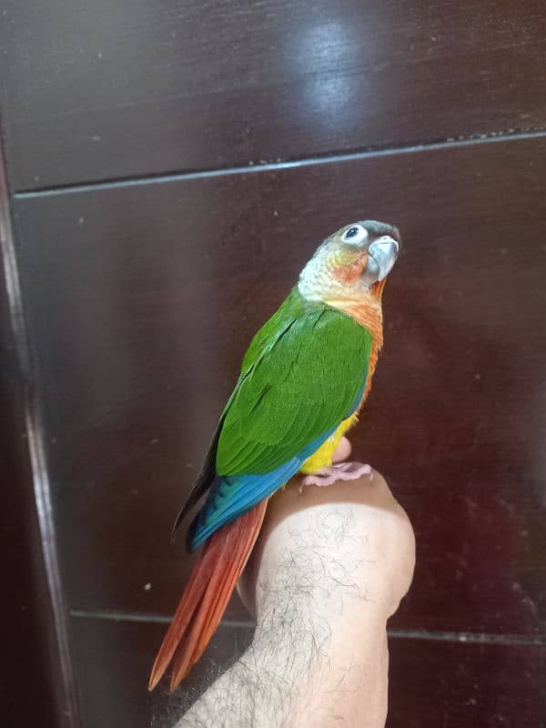 hand tammed conure parrots / birds 15