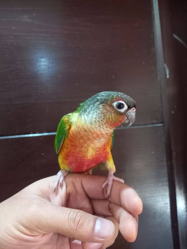 hand tammed conure parrots / birds 16