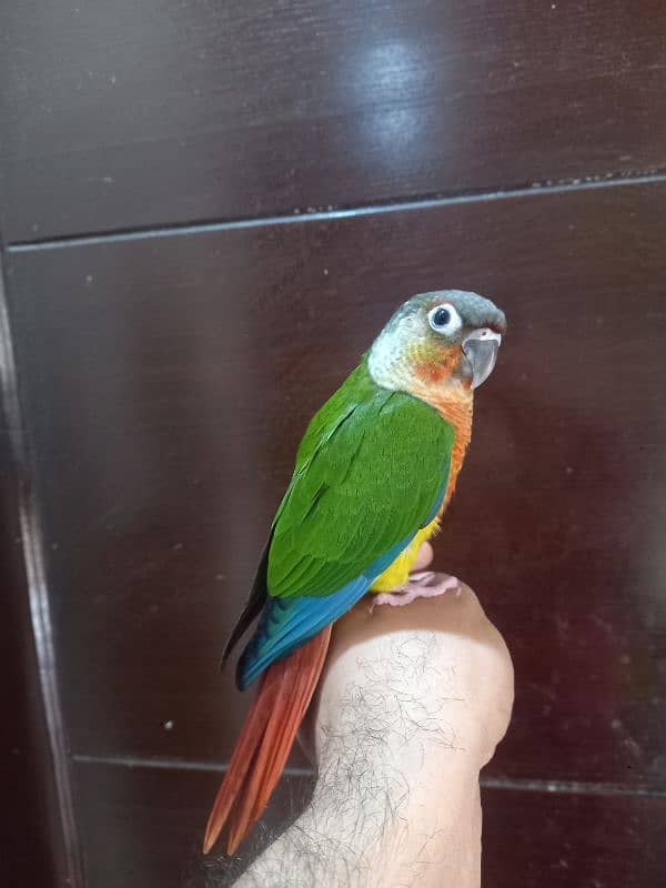 hand tammed conure parrots / birds 17