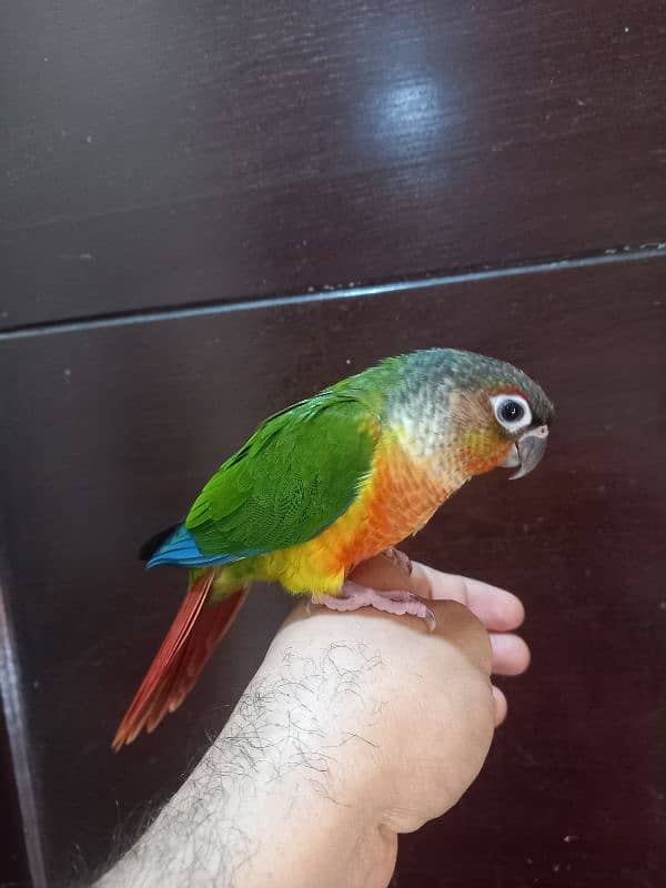 hand tammed conure parrots / birds 18