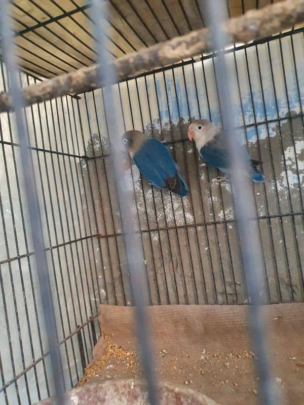 blue love bird pair with egg 3