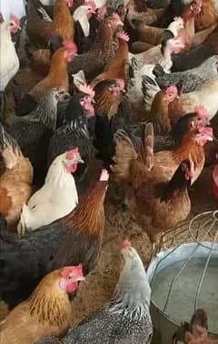 Golden Desi Misri Hens