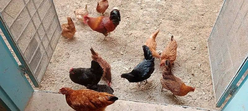 Golden Desi Misri Hens 2