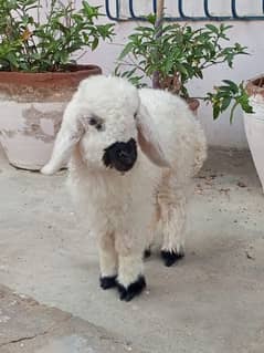 Cute Teddy Sheep - 2 Months Old Dumba