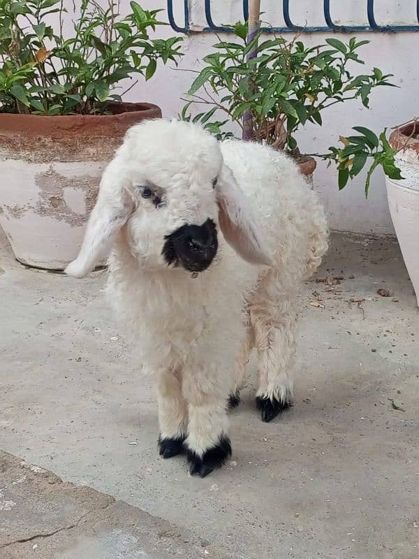 Cute Teddy Sheep - 2 Months Old Dumba 0