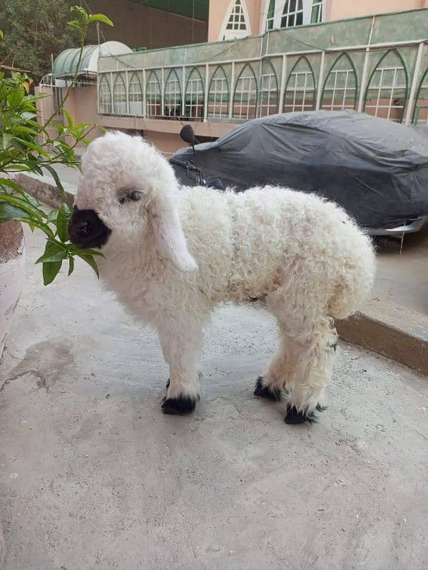 Cute Teddy Sheep - 2 Months Old Dumba 1