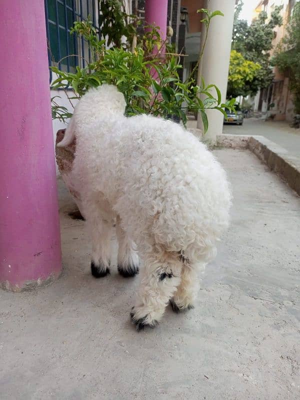 Cute Teddy Sheep - 2 Months Old Dumba 2