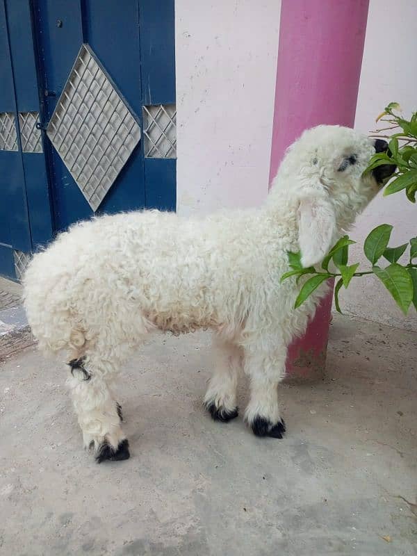 Cute Teddy Sheep - 2 Months Old Dumba 3