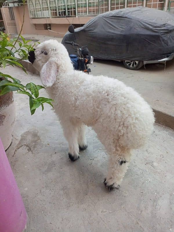 Cute Teddy Sheep - 2 Months Old Dumba 4