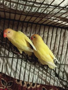 love birds