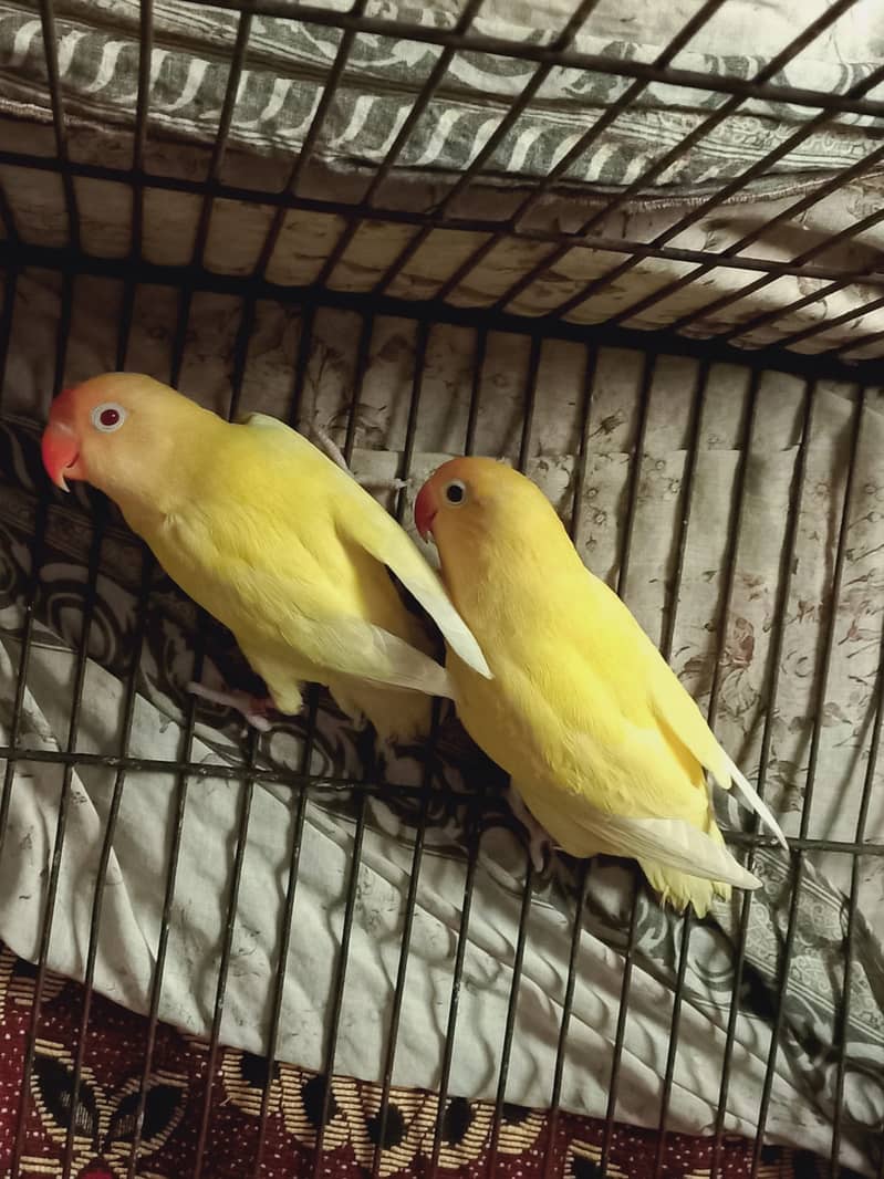 love birds 1