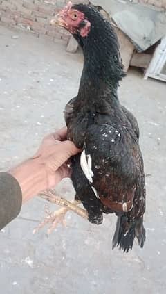 pure aseel nasli blood line hen for sale