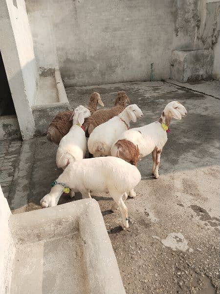 sheeps for sale Balh breed 0