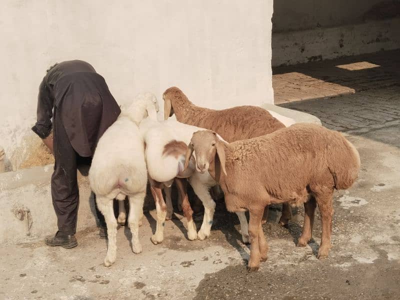 sheeps for sale Balh breed 1