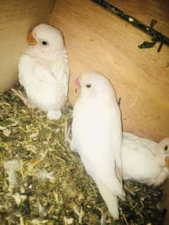 All Type Of Love Birds Breeder Pair with chicks and eggs