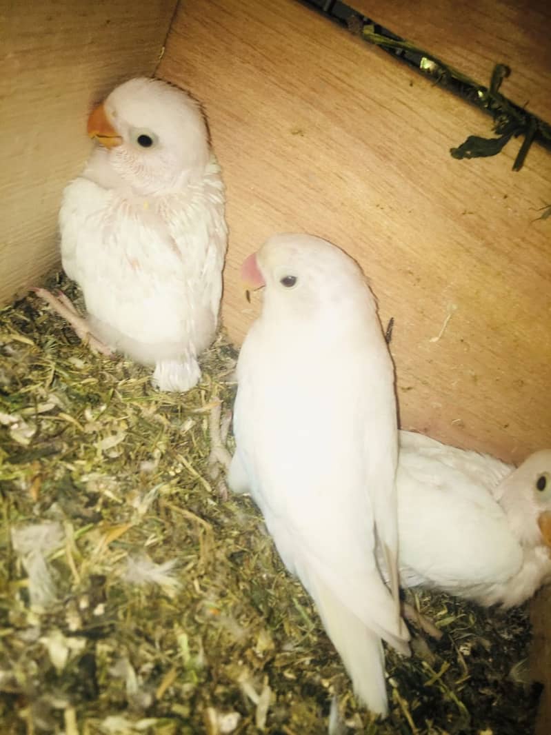 All Type Of Love Birds Breeder Pair with chicks and eggs 0