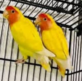 All Type Of Love Birds Breeder Pair with chicks and eggs 1