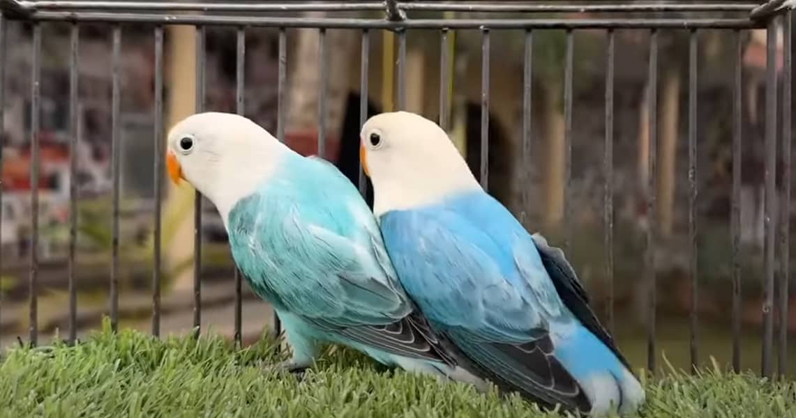 All Type Of Love Birds Breeder Pair with chicks and eggs 2